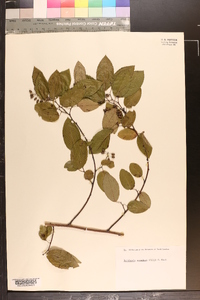 Berchemia scandens image